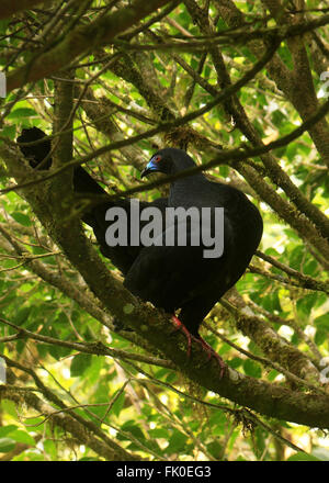 Black Guan with a bright blue bill in a tree in Arenal, Costa Rica Stock Photo