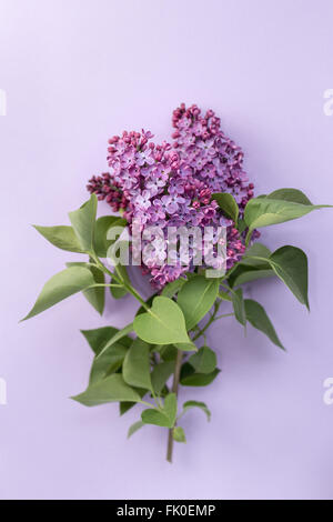 Lilac branch (Syringa vulgaris) with green leaves Stock Photo