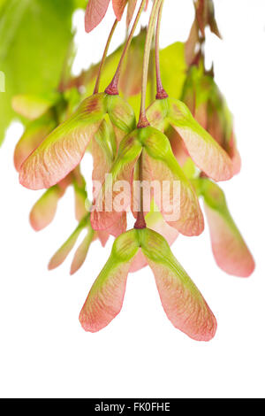 Red Maple (acer rubrum) seeds on a white background. Stock Photo