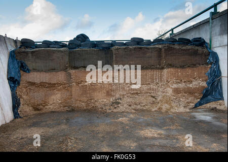 Clamp face, with a mixture of whole crop and third cut silage on a dairy farm, UK. Stock Photo