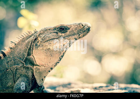 Closeup of a lizard head against blurred background Stock Photo