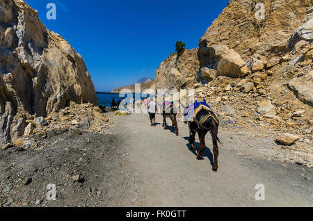 Donkeys in Therma beach on island of Kos greece Stock Photo