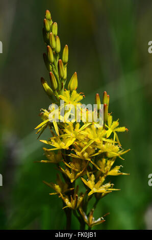 A spike of bog asphodel UK Stock Photo