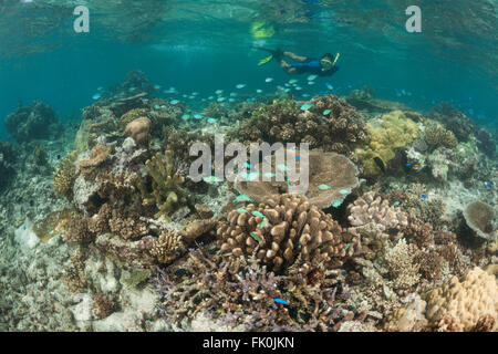 Snorkeler swimming the beautiful shallow coral reefs in the marine protected area near Kia Island. Stock Photo