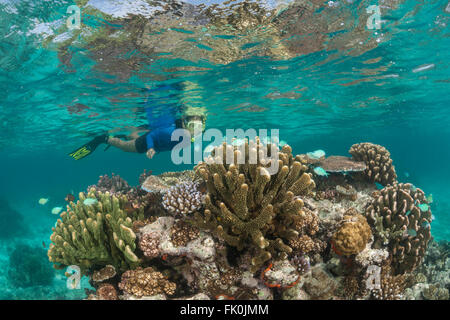 Snorkeler swimming the beautiful shallow coral reefs in the marine protected area near Kia Island. Stock Photo