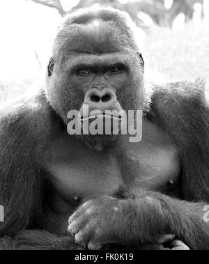 Face and body of a silverback western lowland gorilla up close Stock Photo