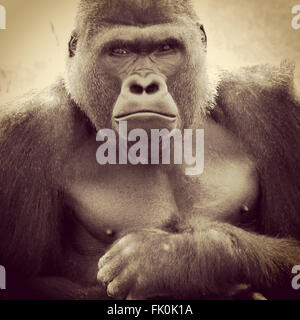 Face, eyes and body of a silverback western lowland gorilla up close Stock Photo