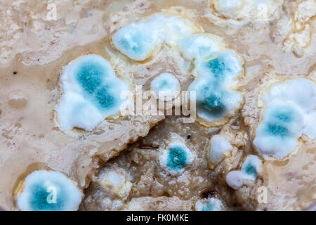 Bright Blue Green mold growing on gravy forgotten about at the back of the refrigerator. Stock Photo