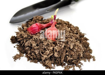 Red Onion Bulbs on Garden Soil Stock Photo