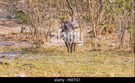 Common warthog (Phacochoerus africanus), Zarafa Camp, Selinda Concession, Okavango Delta, Kalahari, northern Botswana Stock Photo