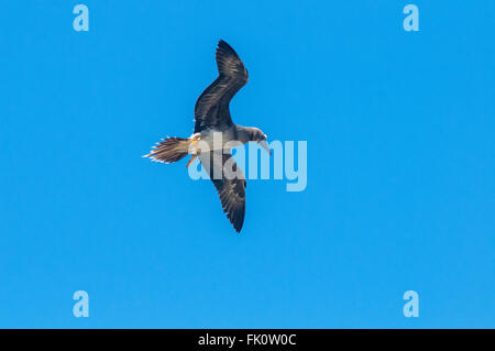 A juvenile Brown Booby (Sula leucogaster) in flight seen from below. Kilauea Point, Kauai, Hawaii, United States. Stock Photo
