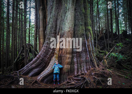 Young boy near huge tree along the trail to Schooner Cove, Pacific Rim National Park, Tofino, BC Stock Photo