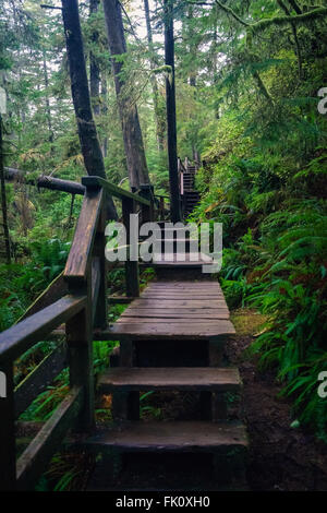 Schooner Trail through the rainforest in Pacific Rim National Park Stock Photo