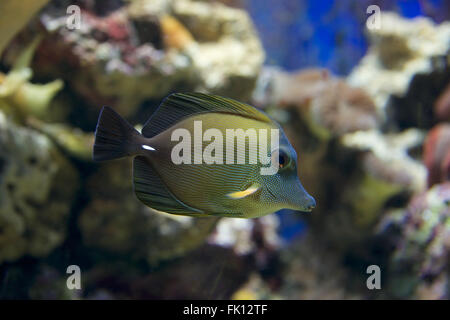 Brown tang swimming down through coral reef Stock Photo