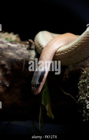 Cave racer on log with head down Stock Photo