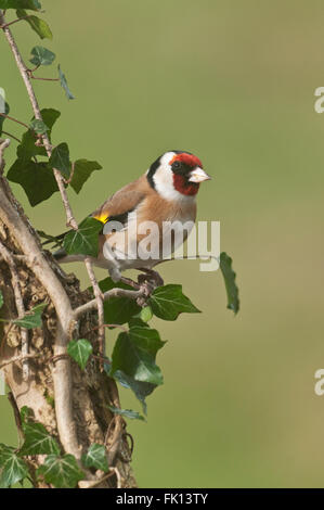 European Goldfinch (Carduelis carduelis) on ivy covered branch Stock Photo