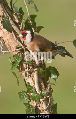 European Goldfinch (Carduelis carduelis) on ivy covered branch Stock Photo