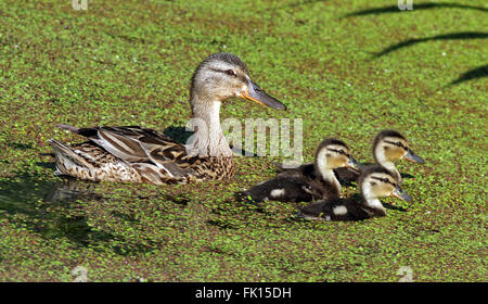 Mallard duck with three ducklings swimming in pond with Duckweed Stock Photo