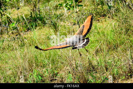 Savanna Hawk in flight Stock Photo