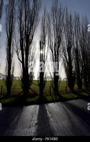 back lit scene of roadside poplar trees forming a wind break in flat agricultural land Stock Photo