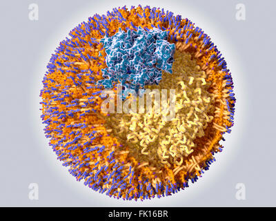 Lipoprotein, illustration. This is a low density lipoprotein (LDL), or 'bad' cholesterol, molecule. It consists of a core of Stock Photo