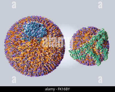 Lipoproteins. Illustration of a low density lipoprotein (LDL), or 'bad' cholesterol, molecule (left) and a high density Stock Photo