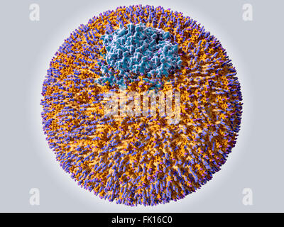 Lipoprotein, illustration. This is a low density lipoprotein (LDL), or 'bad' cholesterol, molecule. It consists of a core of Stock Photo