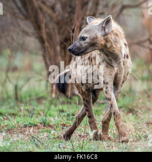 Spotted hyena in Kruger national park, South Africa Specie Crocuta crocuta family of Hyaenidae Stock Photo