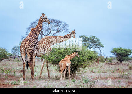 Giraffe family Specie Giraffa camelopardalis family of Giraffidae, Kruger national park, South Africa Stock Photo