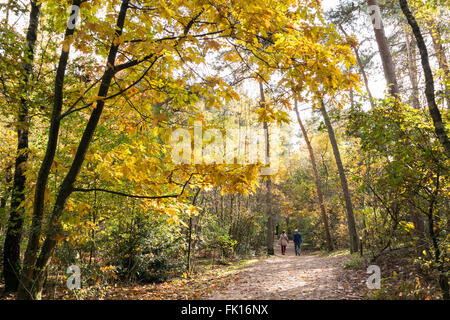 Senior couple walking in the woods on a sunny day in autumn in Doorn, Netherlands Stock Photo