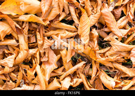 Grass covered with fallen leaves from various trees in autumn, Netherlands Stock Photo