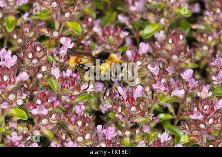 Large Narcissus Fly (Merodon equestris) feeding on Thyme (Thymus) flower in garden Cheshire UK June 2284 Stock Photo