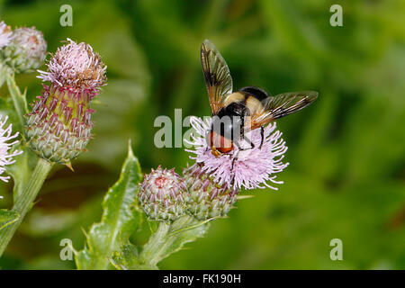 Great Pied Hoverfly (Volucella pellucens) feeding on Creeping Thistle (Cirsium arvense) flower at woodland edge Cheshire UK July Stock Photo