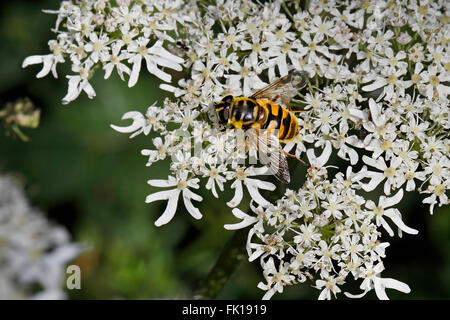 Hoverfly (Myathropa florea) feeding on Umbellifer flower in meadow Cheshire UK August 56170 Stock Photo