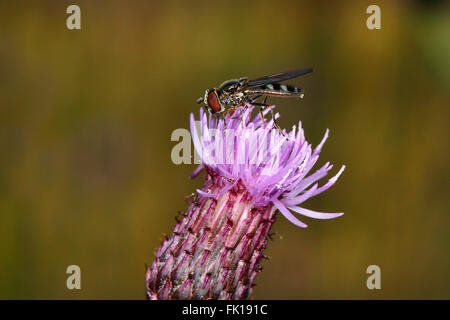 Hoverfly (Platycheirus albimanus ) feeding on Creeping Thistle (Cirsium arvense) in meadow Cheshire UK August 56295 Stock Photo