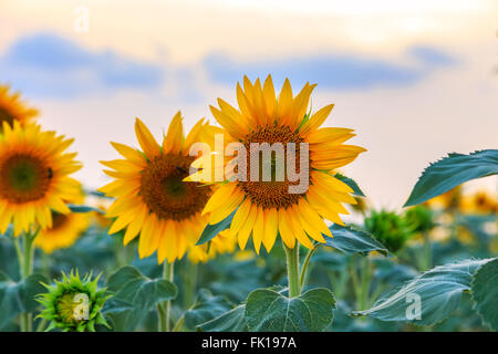 A beautiful sunflower field near Valensole, Provence, France Stock Photo