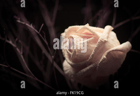 Withered white rose with branches on dark background Stock Photo