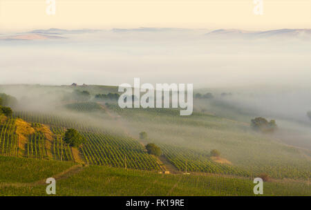 Landscape of a vineyard in the morning fog with mountain showing in the distant background Stock Photo