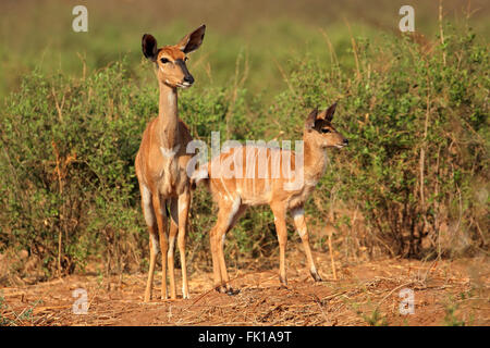 Nyala antelopes (Tragelaphus angasii) in natural habitat, Kruger National Park, South Africa Stock Photo