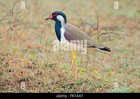 A red-wattled lapwing (Vanellus indicus), Kanha National Park, India Stock Photo