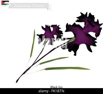 Georgia Flower, Illustration of Black Iris Flowers. One of The Most Popular Flower in Georgia. Stock Vector