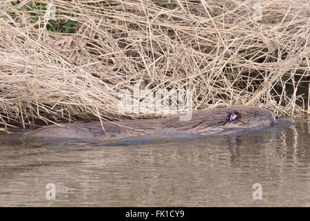 Eurasian beaver (Castor fiber) swimming in the River Otter after being checked for diseases and released back to its territory. Stock Photo