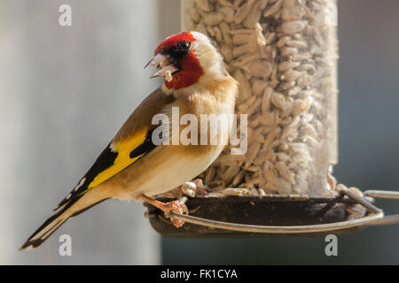 Gold finch (Carduelis carduelis) close up image. Feeding on sunflower seed hearts from garden bird feeder station. Lanscape format and soft background Stock Photo