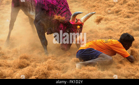 Jallikattu /taming the bull is a 2000 year old sport in Tamilnadu,India.It happens during pongal (harvest festival) celebrations Stock Photo