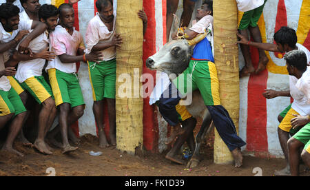 Jallikattu /taming the bull is a 2000 year old sport in Tamilnadu,India.It happens during pongal (harvest festival) celebrations Stock Photo