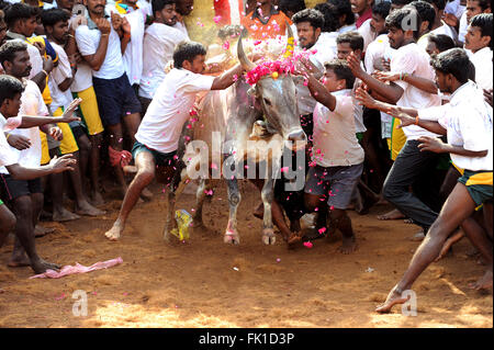 Jallikattu /taming the bull is a 2000 year old sport in Tamilnadu,India.It happens during pongal (harvest festival) celebrations Stock Photo