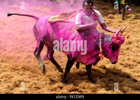 Jallikattu /taming the bull is a 2000 year old sport in Tamilnadu,India.It happens during pongal (harvest festival) celebrations Stock Photo