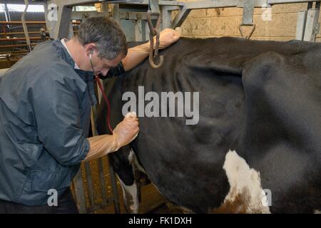 Veterinarian checking the breathing of a Holstein Friesian cow (Bos taurus) with a stethoscope, Gloucestershire, UK. Stock Photo