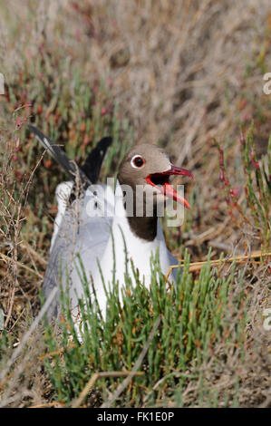 Black headed Gull Larus ridibundus close up profile portrait, in summer plumage Stock Photo