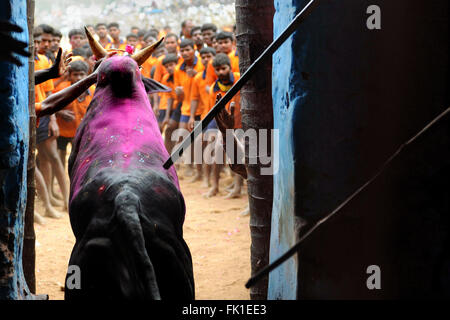 Jallikattu /taming the bull is a 2000 year old sport in Tamilnadu,India.It happens during pongal (harvest festival) celebrations Stock Photo